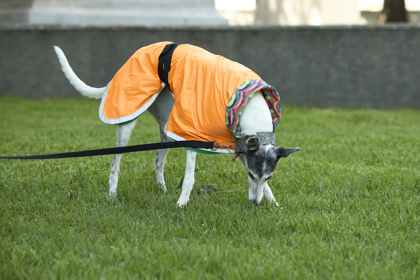 Orange Raincoat