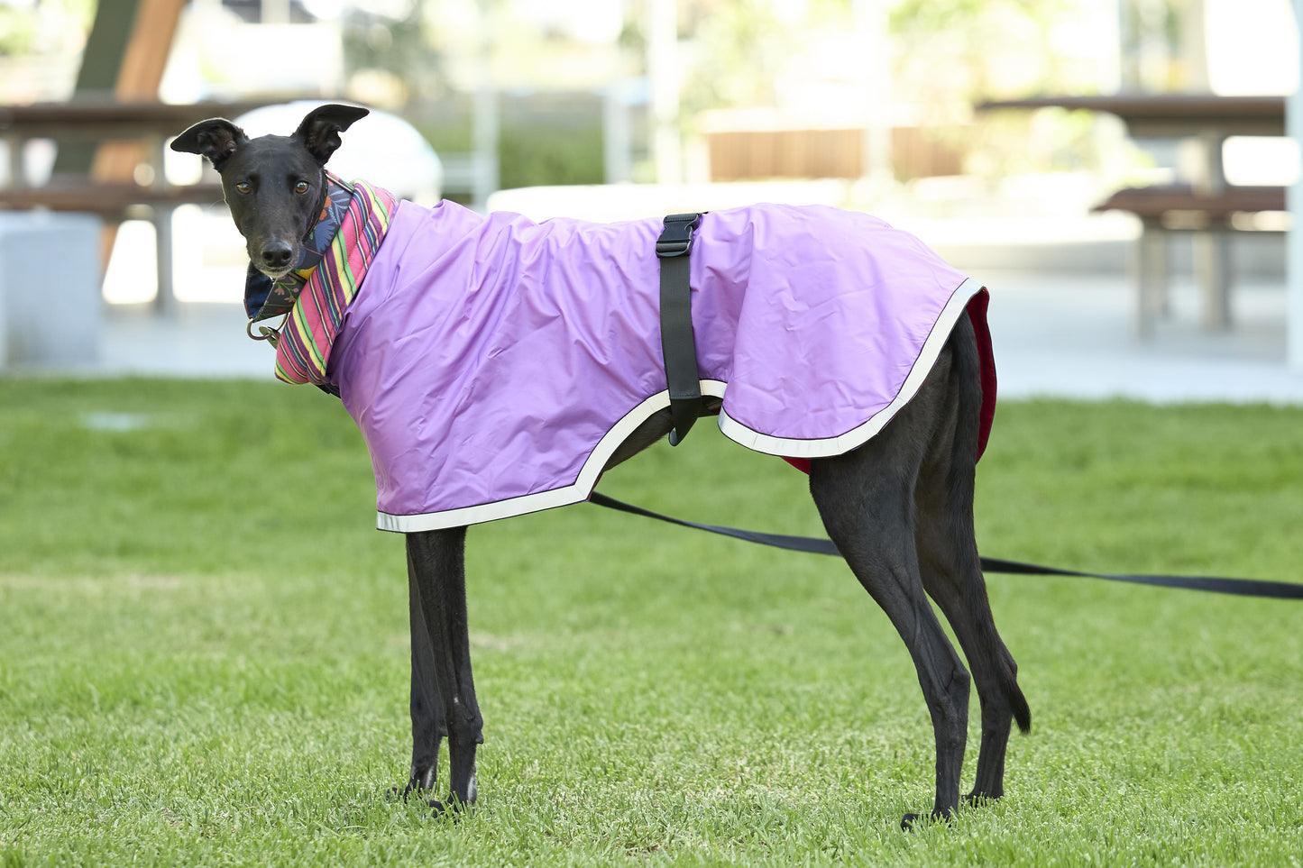 Purple Raincoat